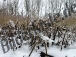 Reed frozen in ice