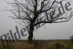 Tree alone on a field