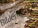 Ice on frozen reed