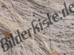 Pflanzen auf Sand
