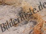 Pflanzen auf Sand