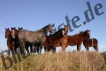 Horses on a willow