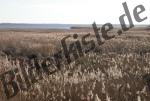 High grasses infront of a sea