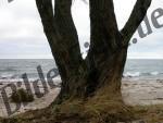 Baum am Meer