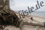 Spiaggia con tronchi d\'albero