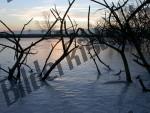 Trees in a lake frozen