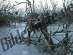 Trees frozen in river