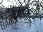 Branches and twigs frozen