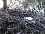 Bird-nest covered with snow