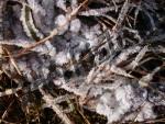 Hoarfrost on branches