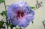 Hibiskus-Bluete .