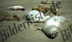 Seehunde am Strand