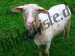 Sheep reeved