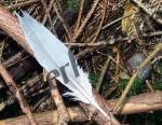 Feather on leaves