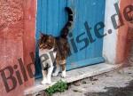 Gatto davanti una porta di casa