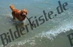 Golden Retriever playing in the water