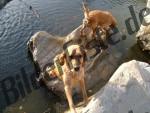 Two Golden Retrievers playing nearby the water