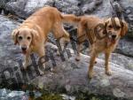 2 Golden Retriever (Dogs)