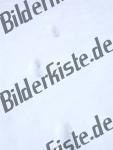 Bilder zum Thema scia anzeigen