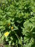 Dandelion on a meadow