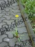 Dandelion on a sidewalk