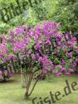 Lilac shrub