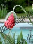 Mohn 