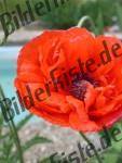 Mohn 