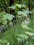 Maple germ bud in a forest