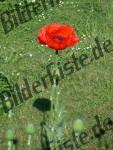 Klatschmohn- Bluete