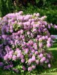 Bush with pink blossoms