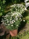 Camomile in a pot