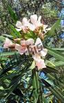 Oleander