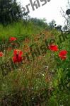 Poppies on a meadow