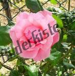 Rose Rosa im Zaun