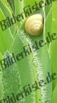 Schnecke auf Blatt