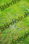 Meadow with blue flowers