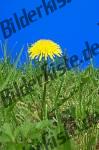 Dandelion on a meadow