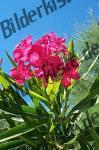 Oleander 