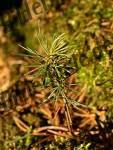 Germ bud of a fir