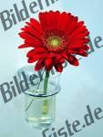 Blume in Vase