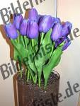 Bilder zum Thema fascio di fiori anzeigen