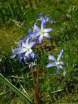 Flower on meadow