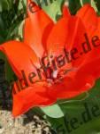 Tulpe Rot