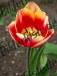 Tulpe Rot