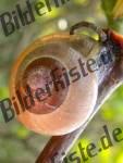 Schnecke auf Ast