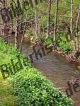 River through trees