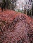 Waldweg im Herbst