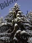 Fir covered with snow