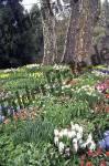 Prato di fiori sotto alberi